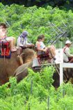 Thailand Life Chakri Dynastie © B&N Tourismus