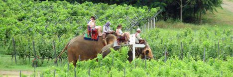 Thailand Life Chakri Dynastie © B&N Tourismus